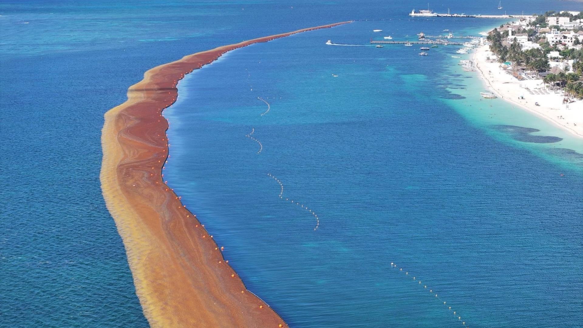El Gran Cinturón de Sargazo del Caribe registró un crecimiento histórico durante mayo al alcanzar 28.7 millones de toneladas de macroalga flotando en altamar, un aumento del 75% en comparación con el mismo periodo del año pasado.