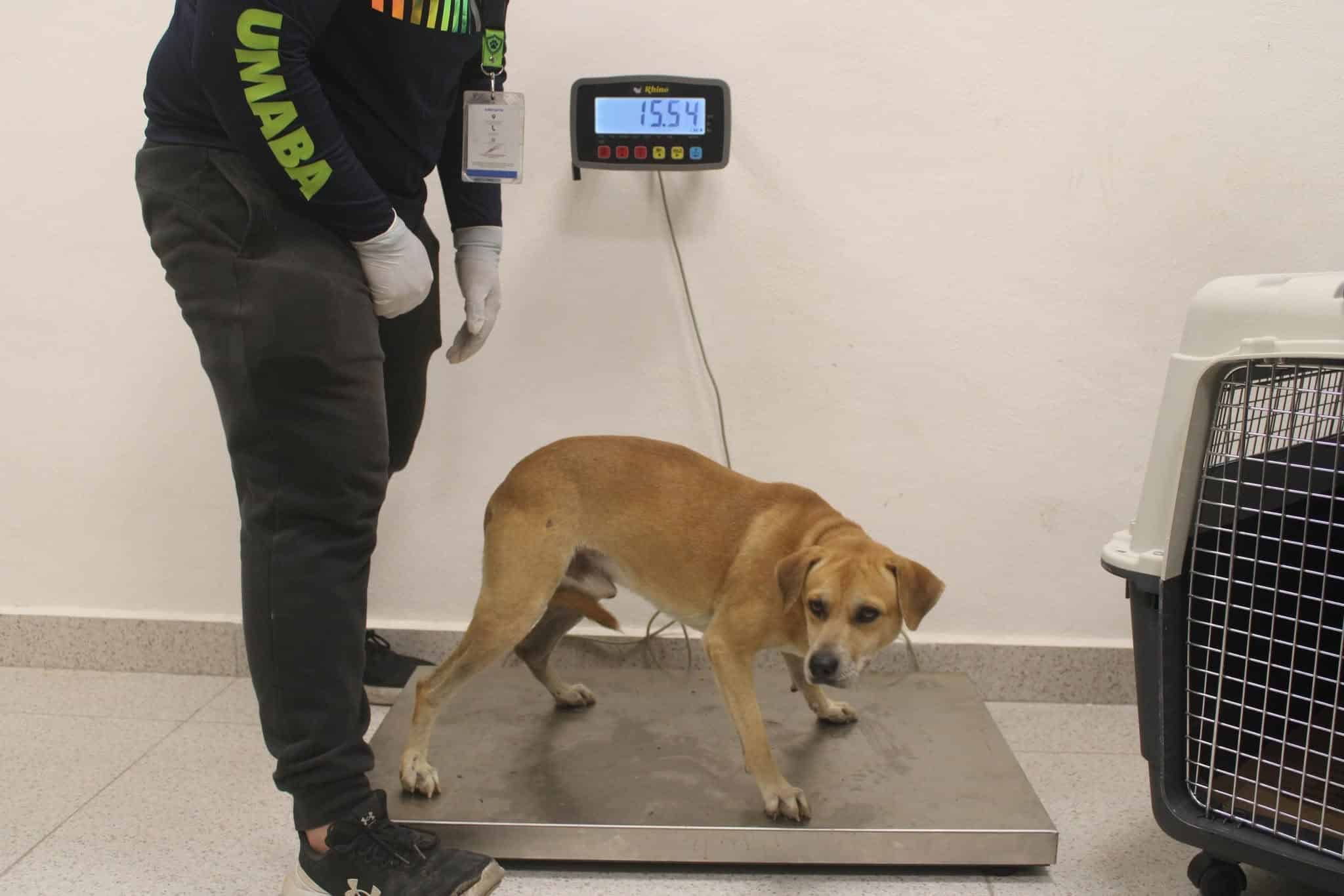 Rescatan tres perros tras denuncia por maltrato animal en Mérida