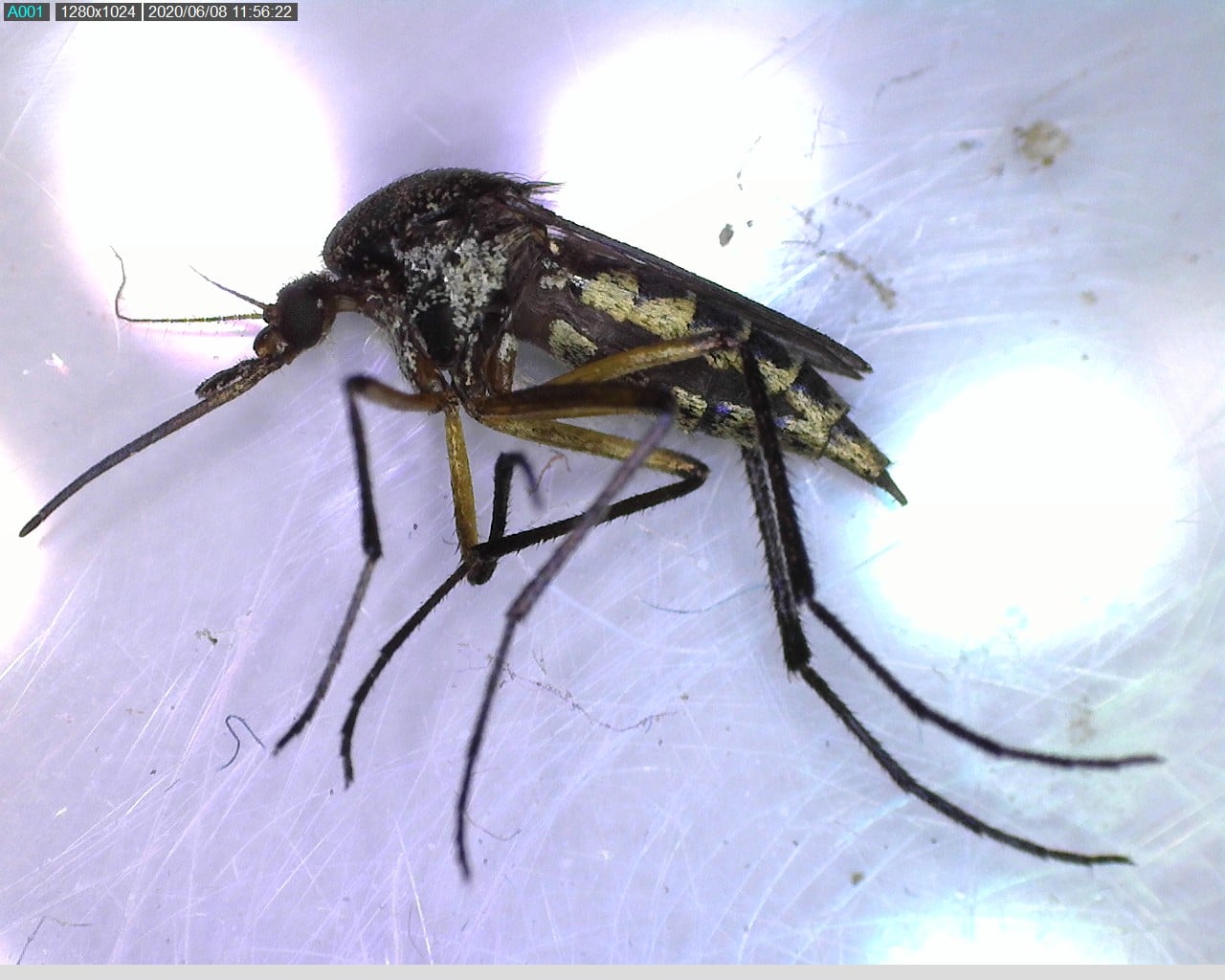 Exhortan a eliminar criaderos de mosquitos en temporada de lluvias