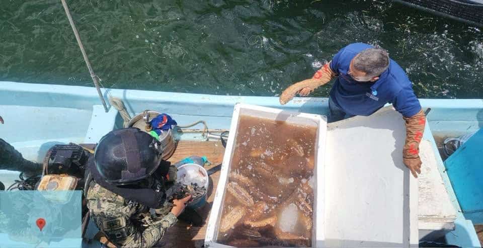 Aseguran lancha con 250k de pepino de mar en Yucatán