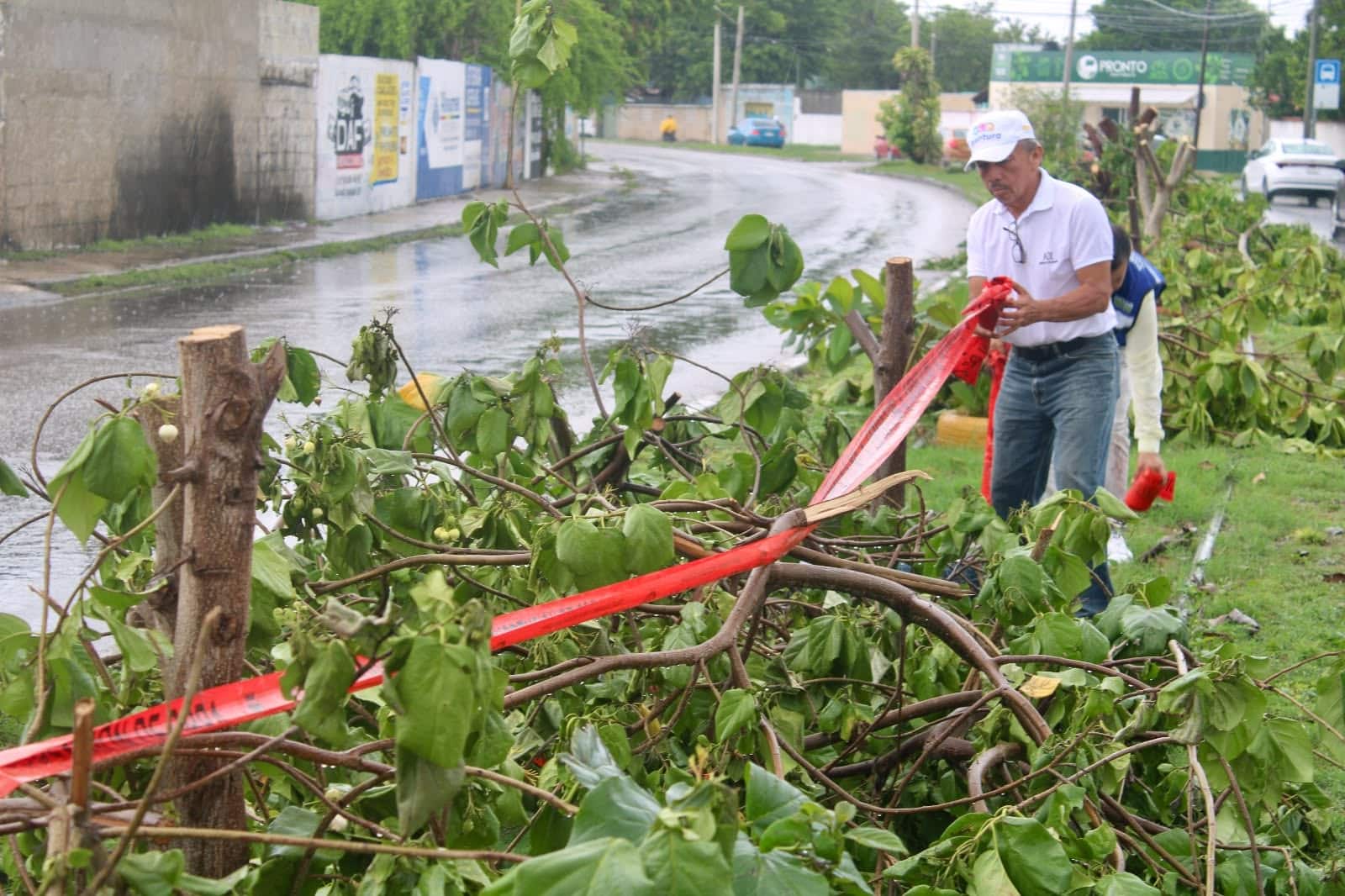 Denuncian tala ilegal de árboles en Mérida Denuncian tala ilegal de árboles en Mérida
