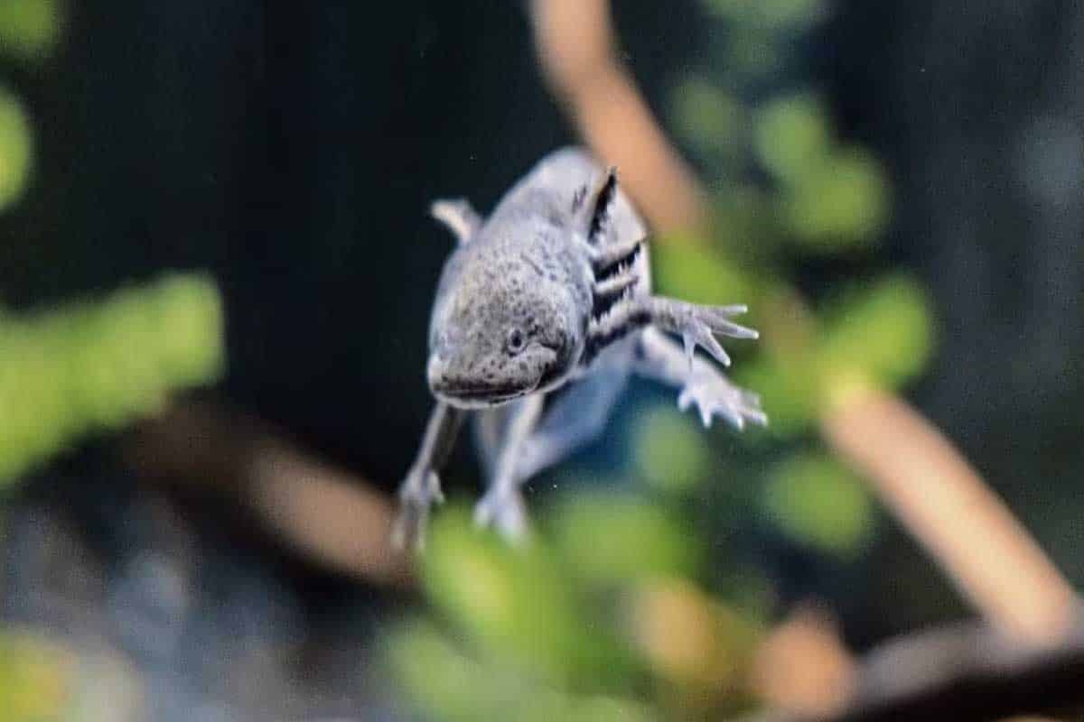 Ajolote preocupa por pérdida de hábitat y contaminación
