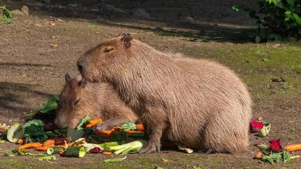 Capibaras del Mundial: Pronostican empate entre México y Corea del Sur