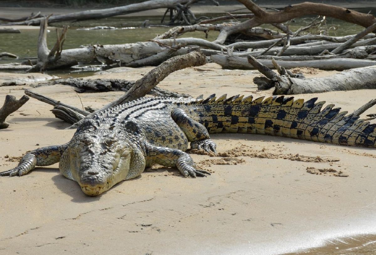 Cocodrilos en las playas? Estas costas de México registran más avistamientos Cocodrilos en las playas? Estas costas de México registran más avistamientos