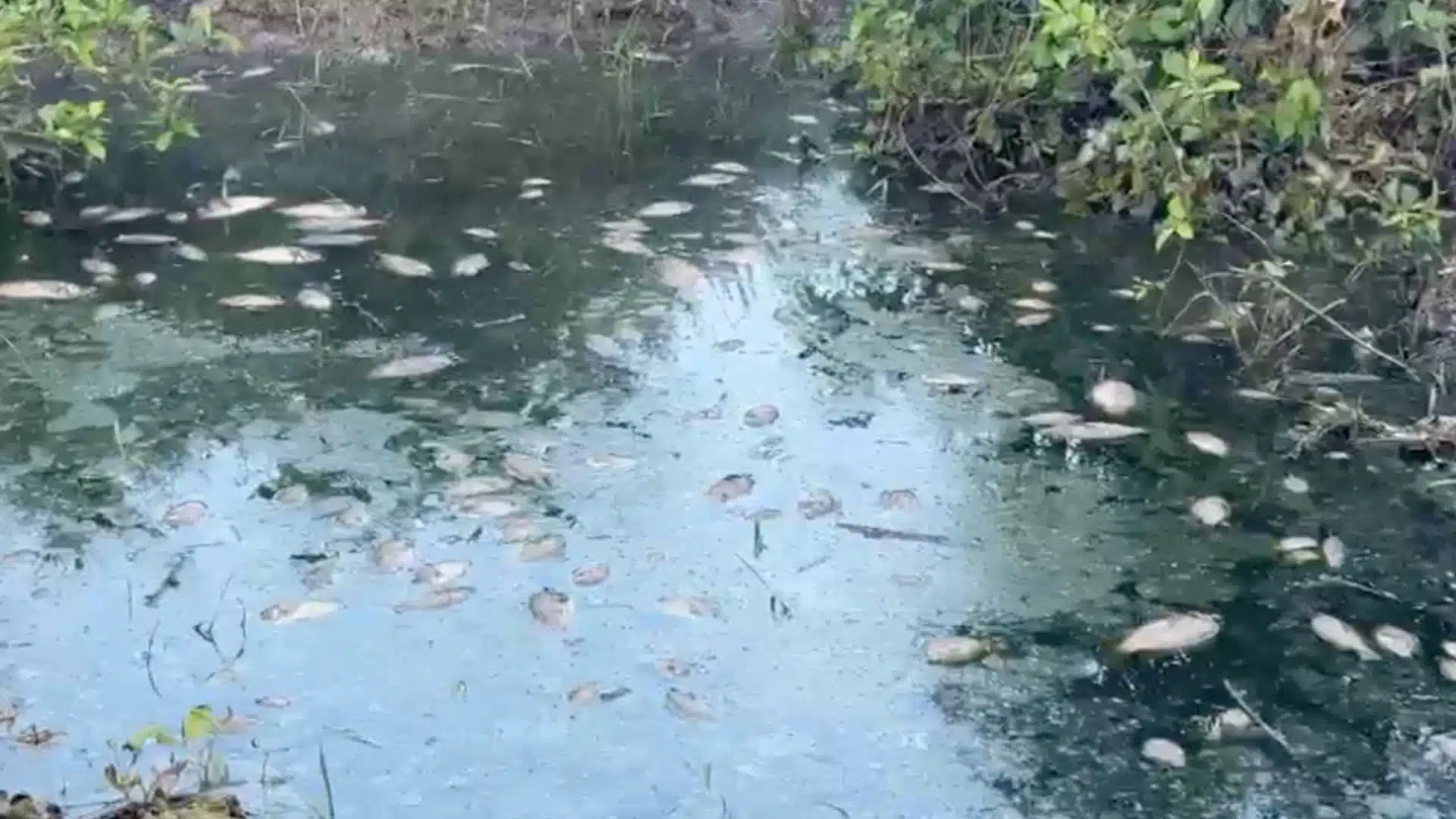 Contaminación en Veracruz provoca suspensión de alcoholera por peces muertos Contaminación en Veracruz provoca suspensión de alcoholera por peces muertos