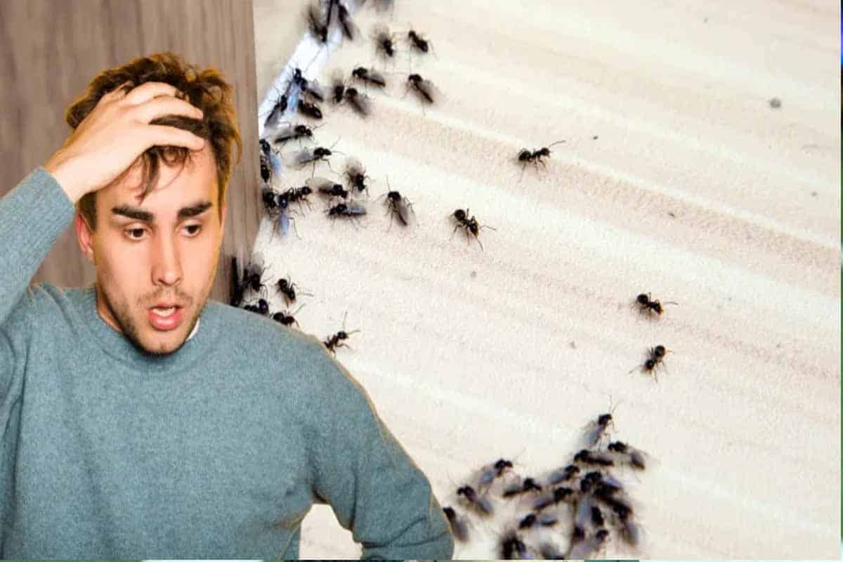 Hormigas: elimina plagas con trucos naturales en casa