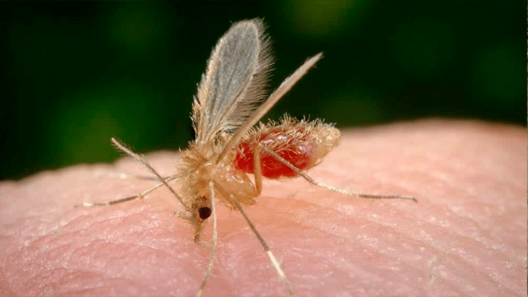 Leishmaniasis se dispara 940% en la Península; Quintana Roo lidera casos