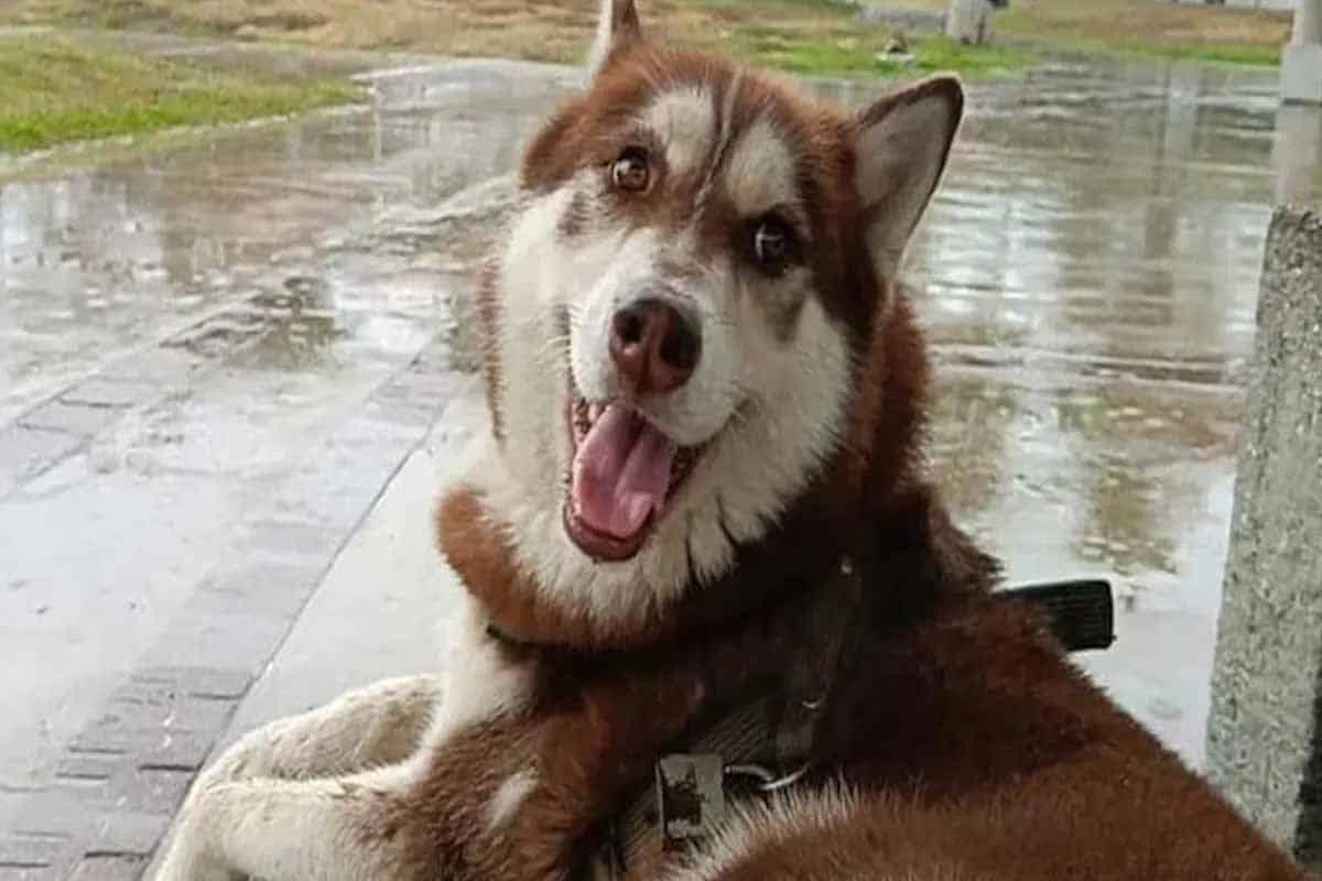 Lucas consigue pensión y abre precedente para mascotas