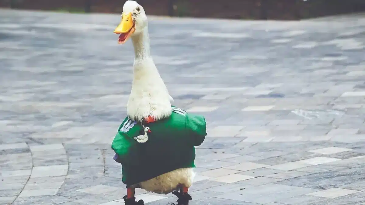 Patos como mascota- lo que debes saber antes de adoptar
