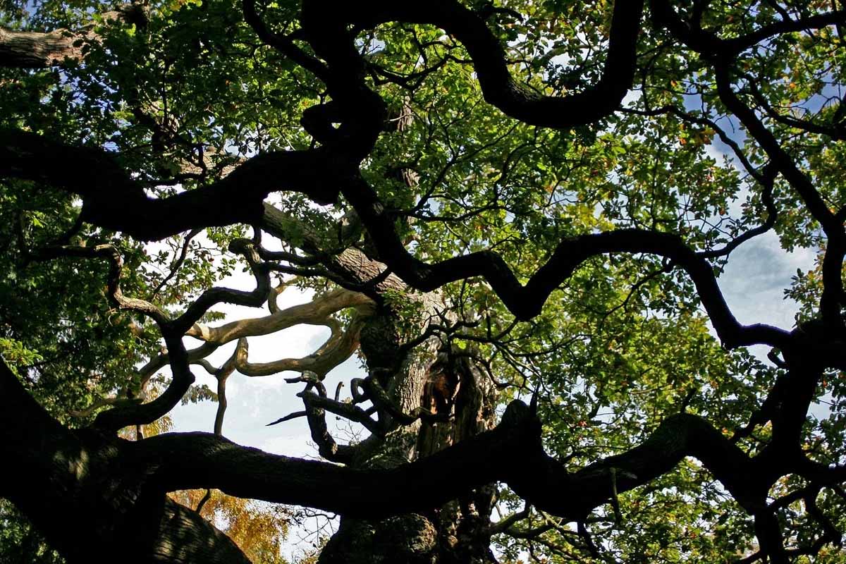 Robin Hood queda sin símbolo tras muerte del Major Oak