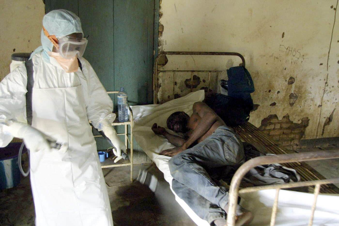 ébola: Qué animales pueden transmitir el virus a humanos