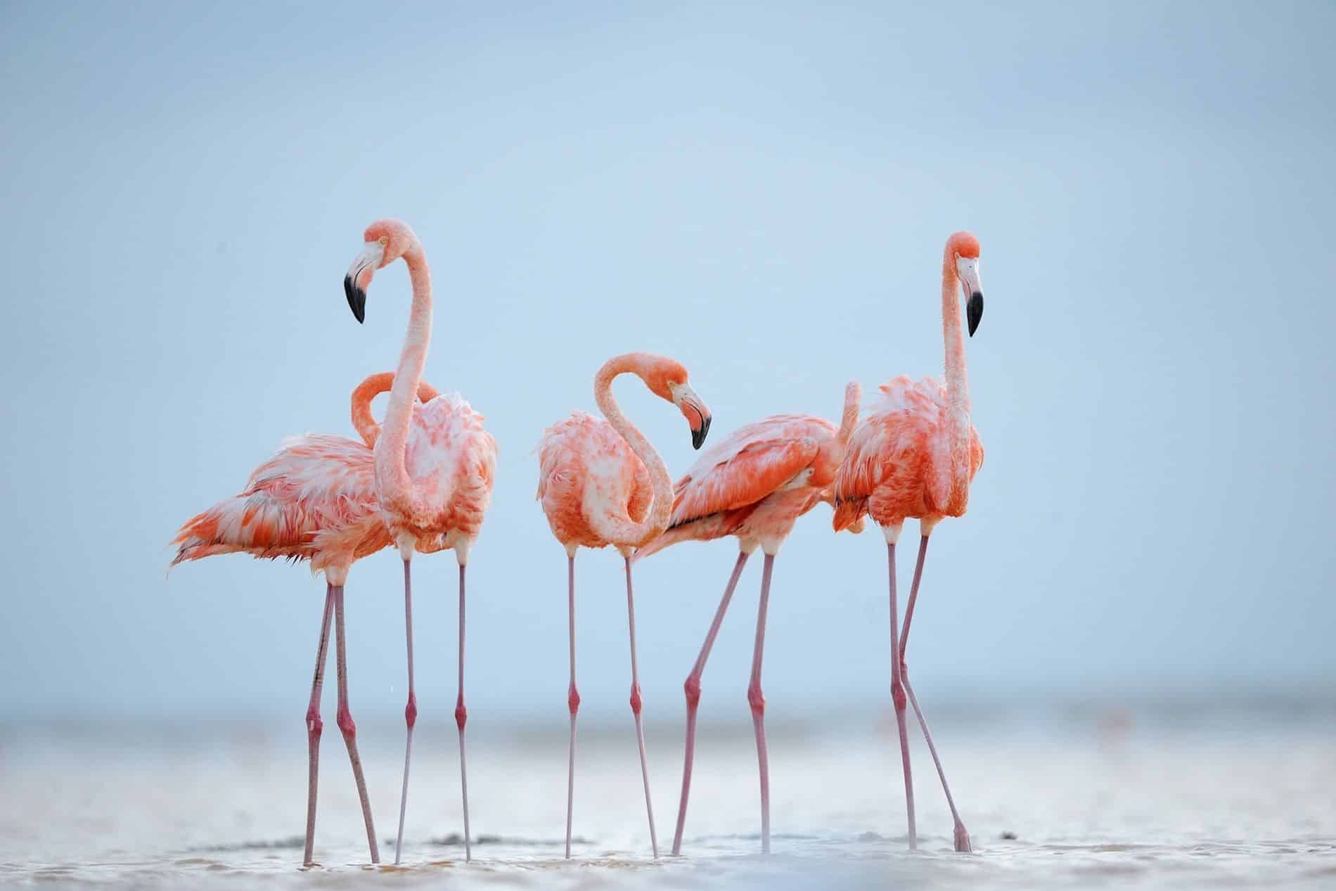 flamencos rosas cambian de color al crecer