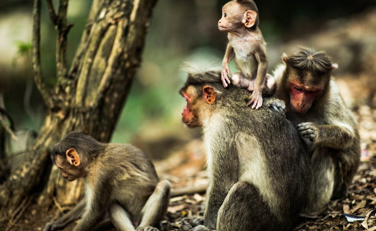 Animales prohibidos: Cuáles no puedes tener como mascota en México