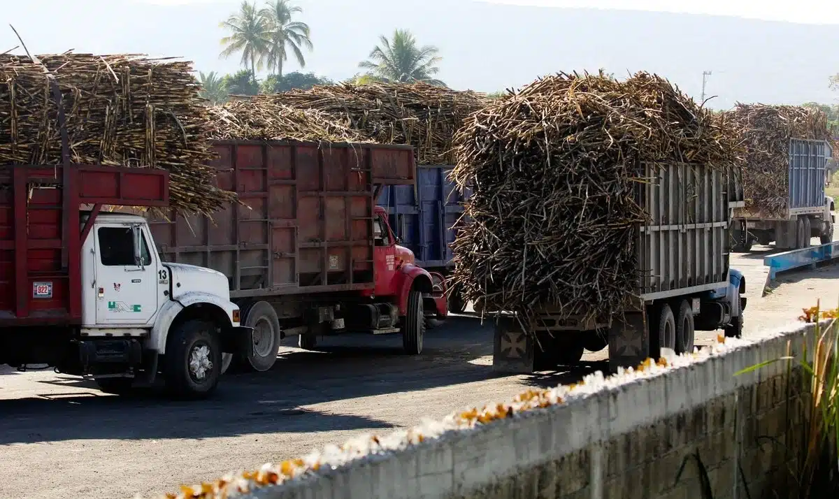Cañeros reciben impulso con más exportaciones y nuevos apoyos