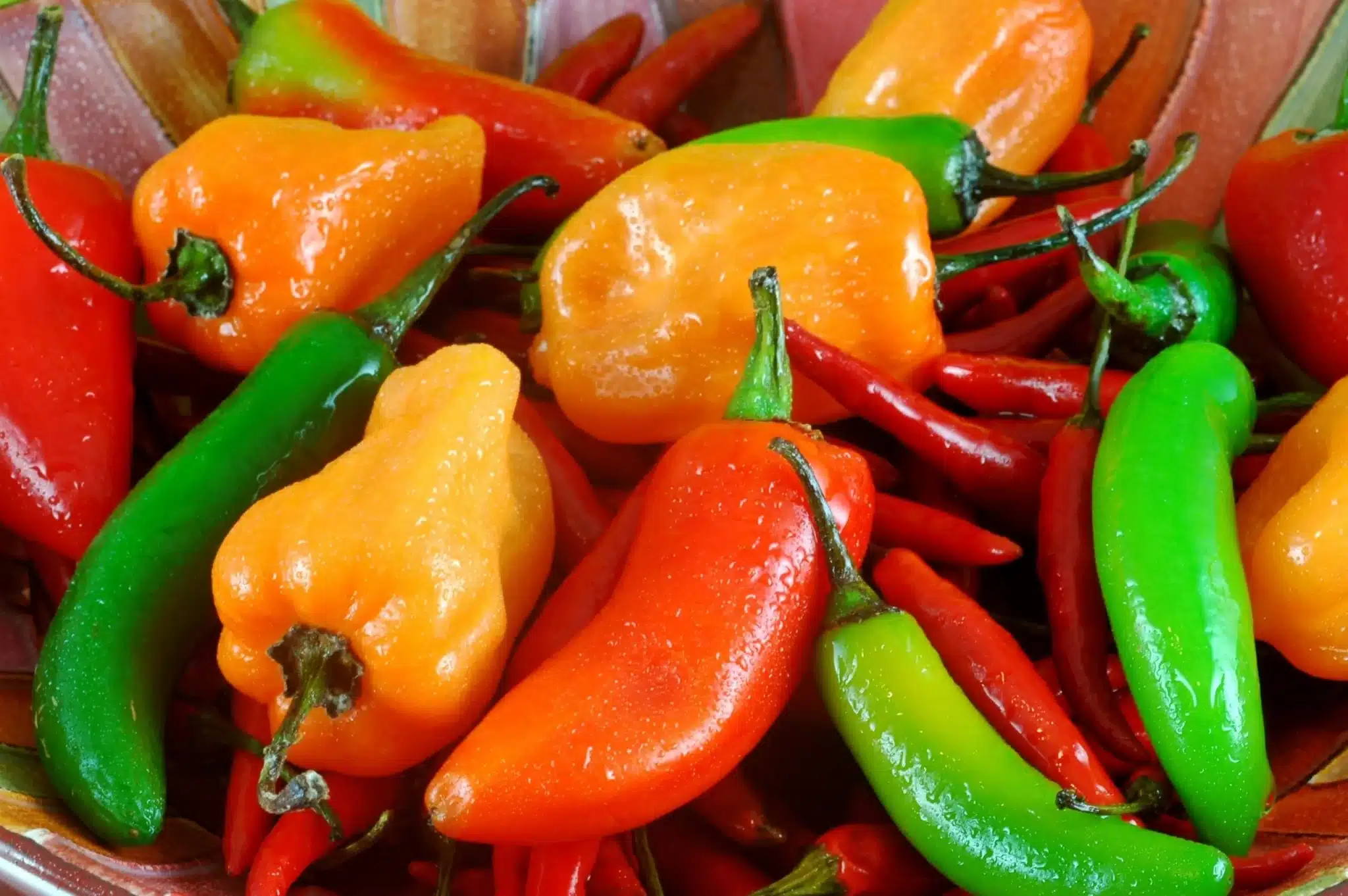 Chile más picante- Pepper X rompe todos los récords mundiales