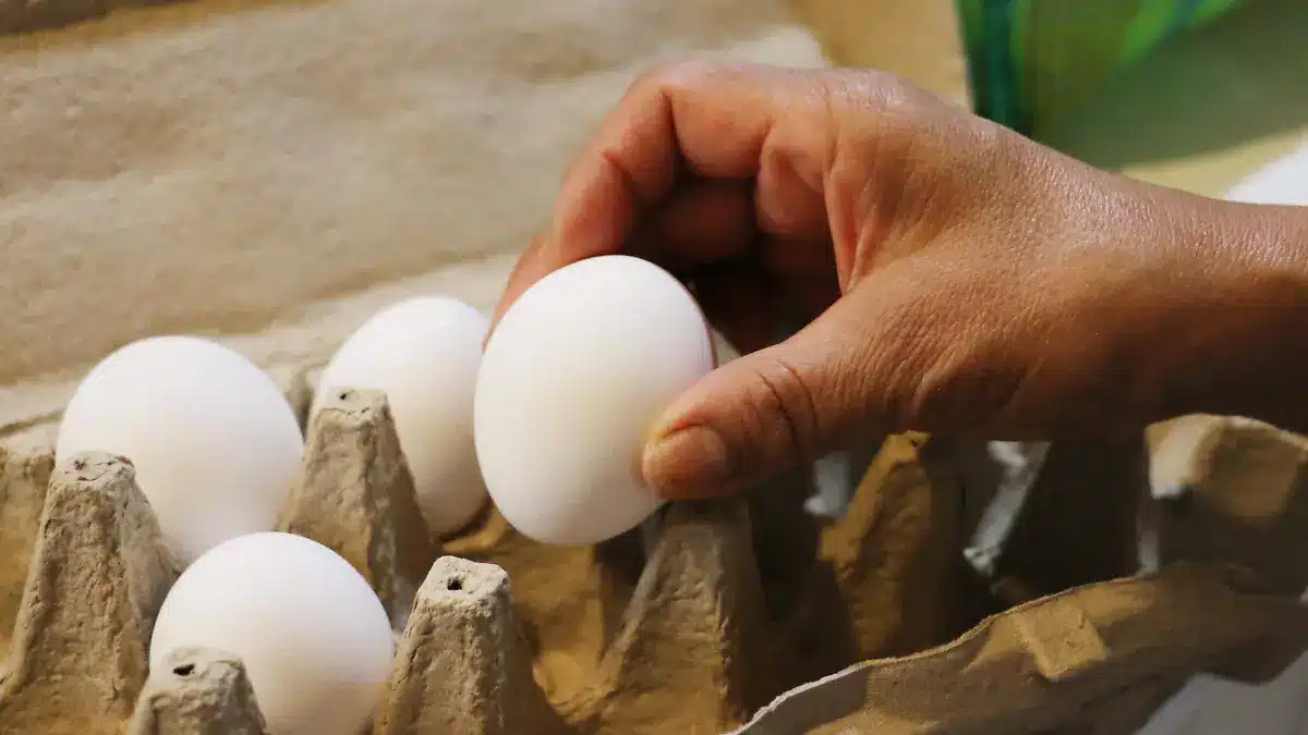 ¿Cómo saber si un huevo tiene Salmonella y qué pasa si lo consumes?