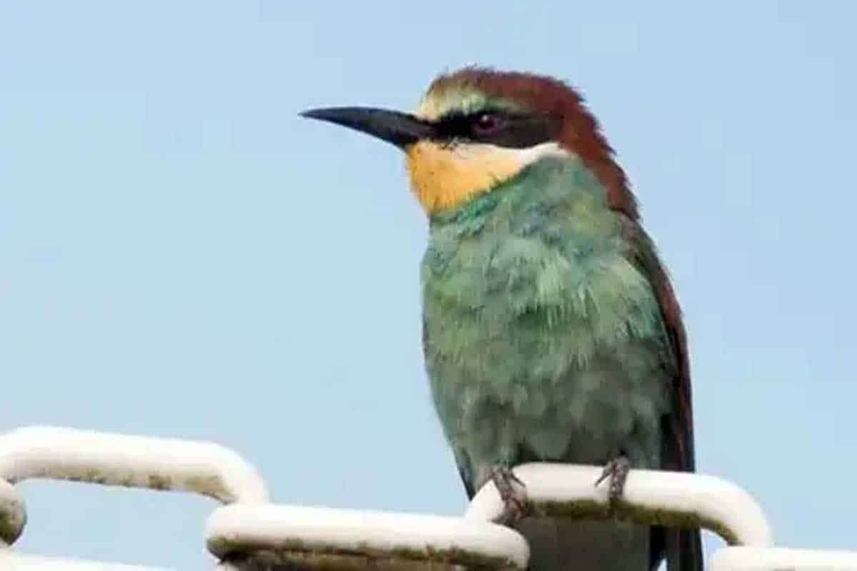 Inteligencia artificial revela evolución acelerada de aves