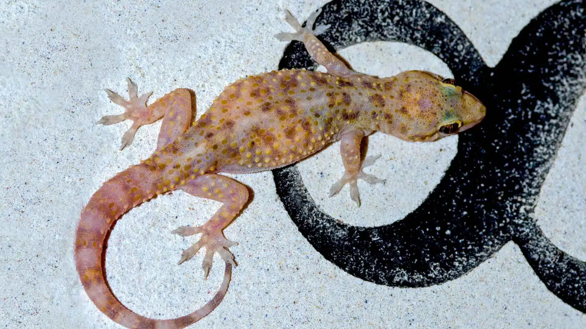 Los asombrosos animales que se regeneran por completo Los asombrosos animales que se regeneran por completo