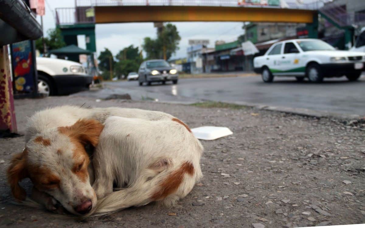 Maltrato animal: Qué es la apología y por qué puede ser delito