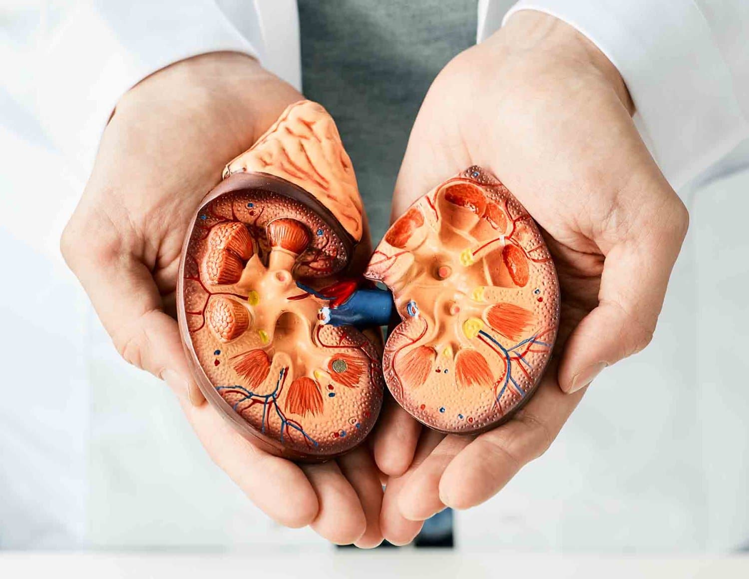 Órganos que fuera del cuerpo pueden seguir funcionando y por cuánto tiempo