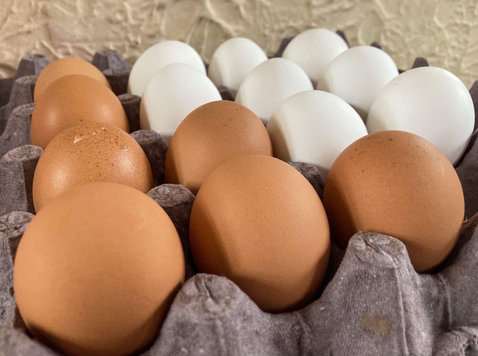 Salmonella en huevos: por qué pueden transmitir la bacteria