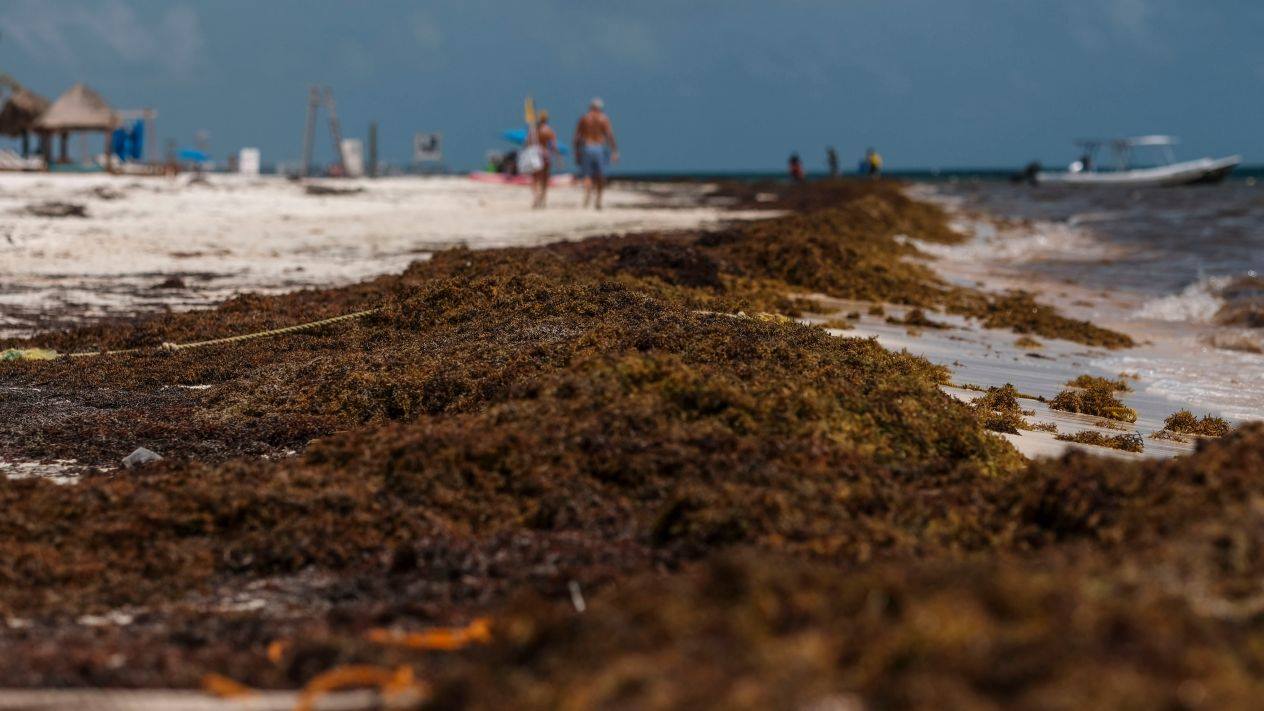 Sheinbaum alista nueva estrategia para reforzar combate al sargazo en Quintana Roo 