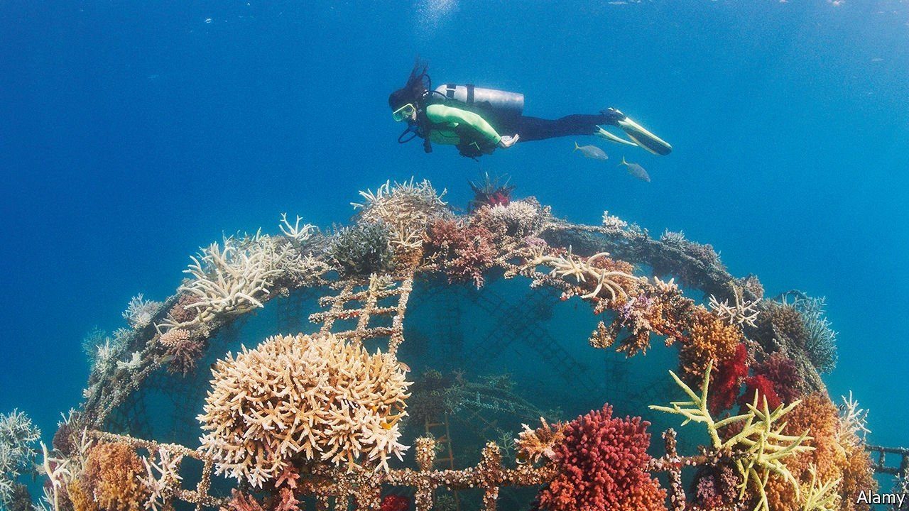 San Felipe tendrá arrecife artificial
