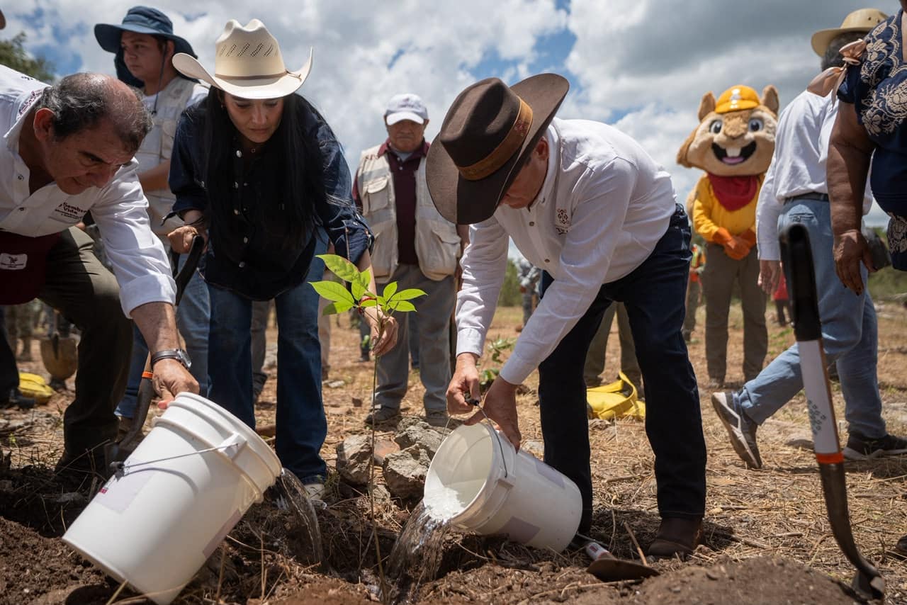 Reforesta Yucatán 292 hectáreas con más de 64 mil plantas Reforesta Yucatán 292 hectáreas con más de 64 mil plantas