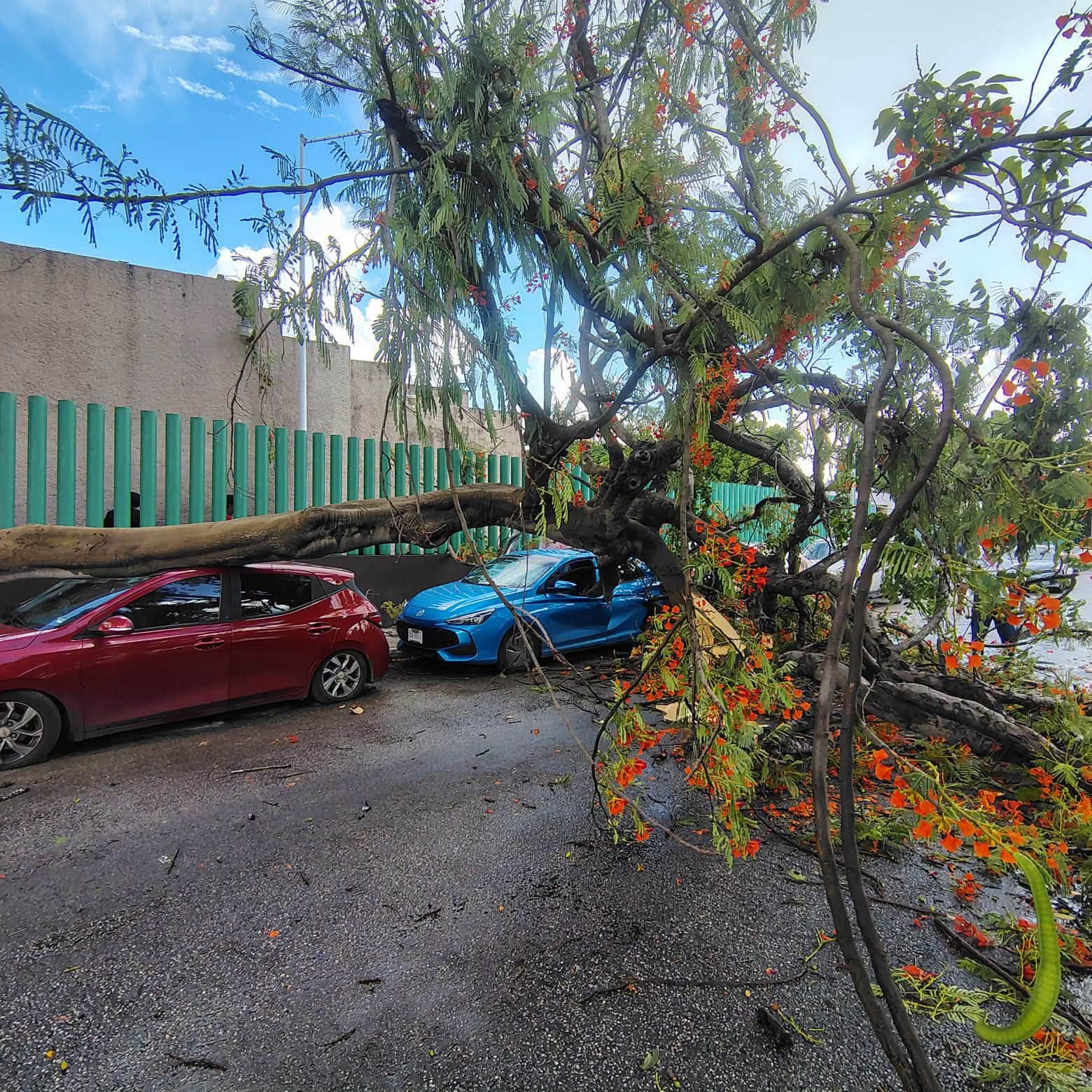 Por turbonada, árbol destroza dos autos en la T1