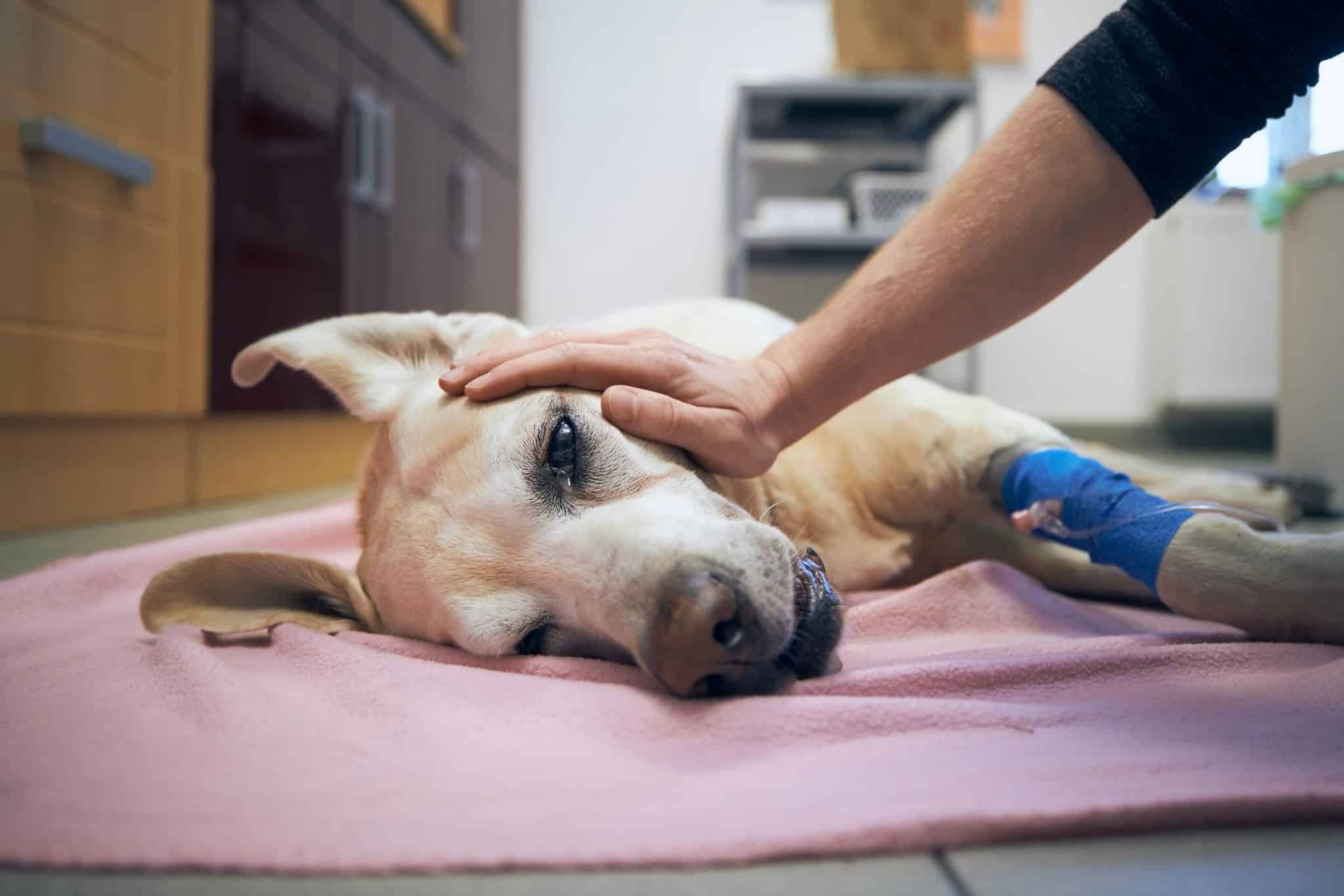 Asfixia en perros y gatos: cómo revisar su boca de forma segura