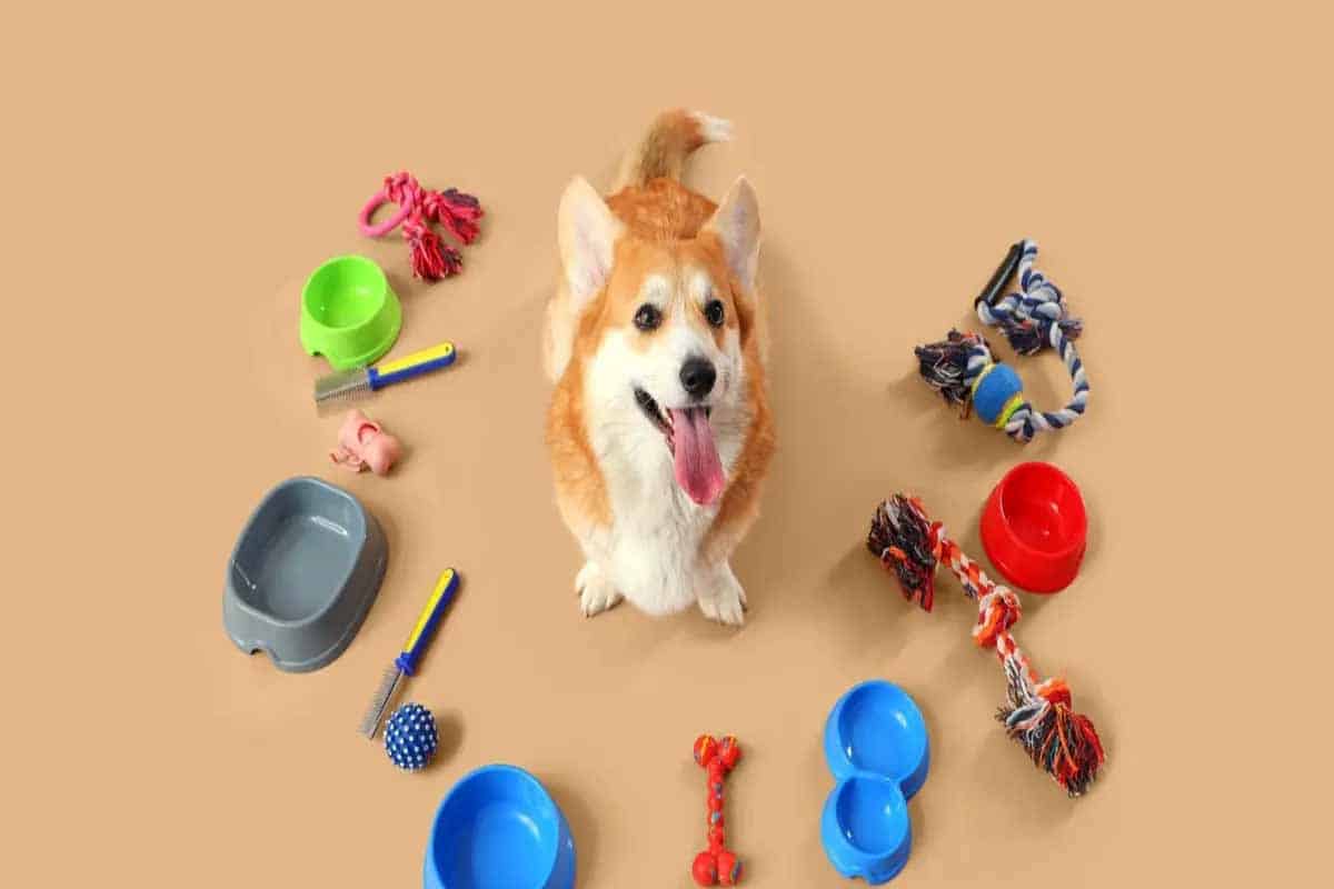 Perro muerde todo: por qué lo hace y cómo evitarlo