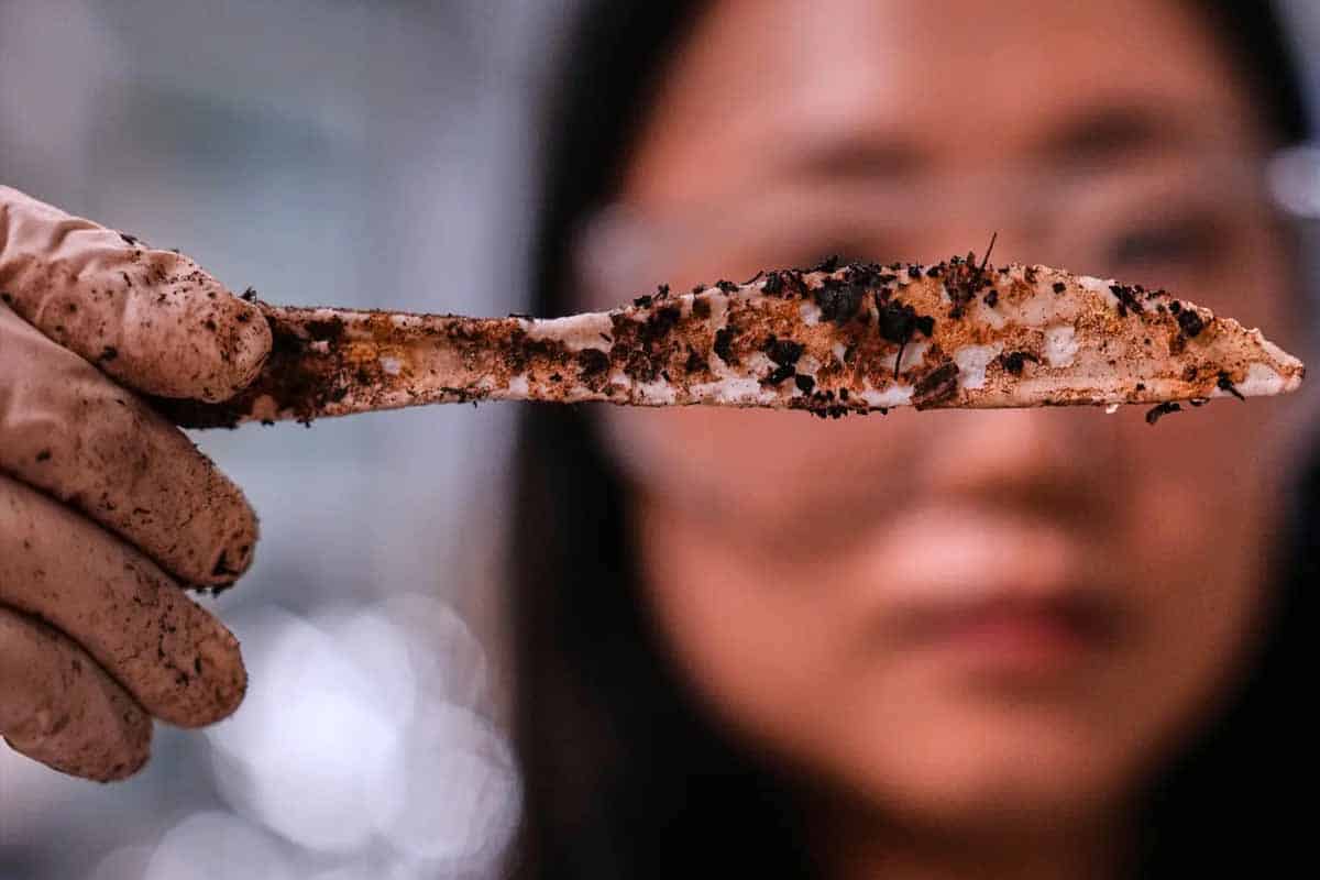 Plásticos biodegradables avanzan contra microplásticos