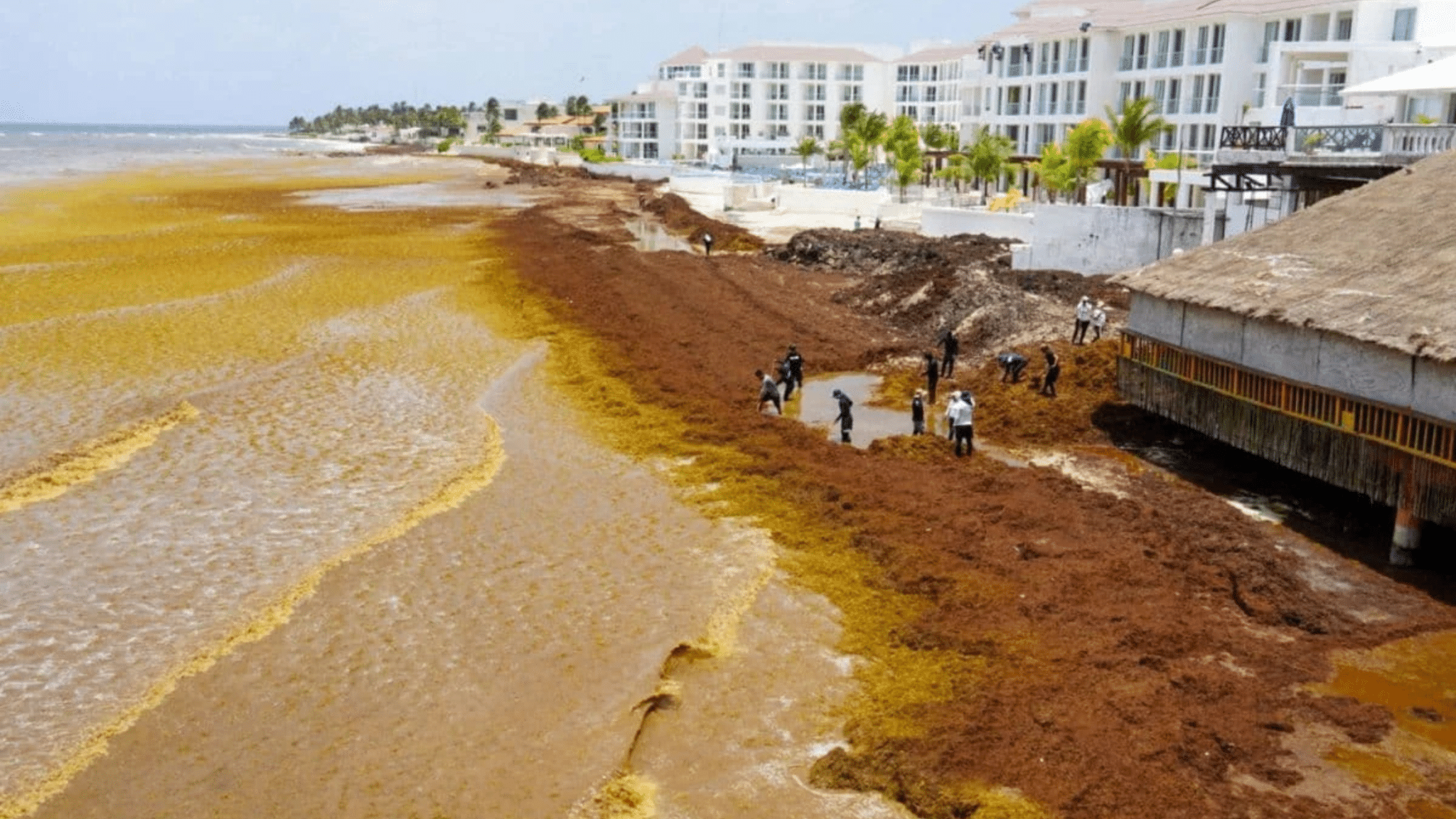 Playa del Carmen mantiene uno de los puntos más críticos por sargazo