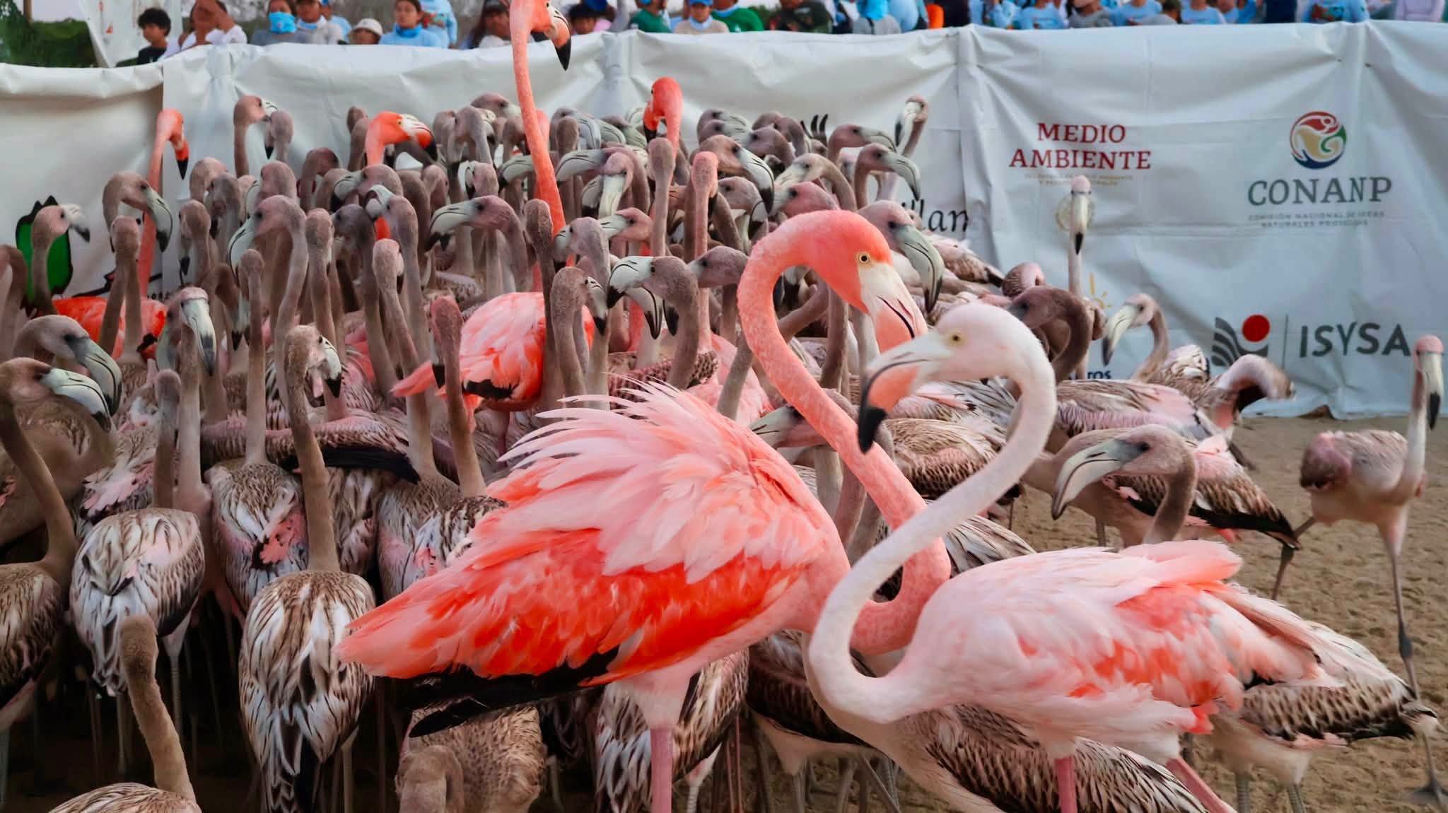 Anillan 425 flamencos en la Biosfera de Ría Lagartos