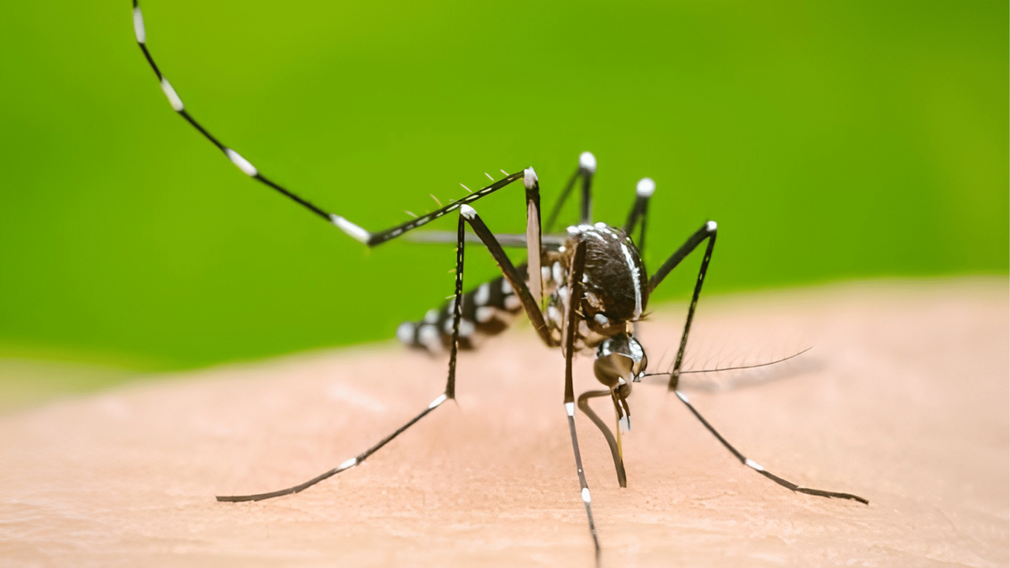 Quintana Roo registra segunda muerte por dengue 