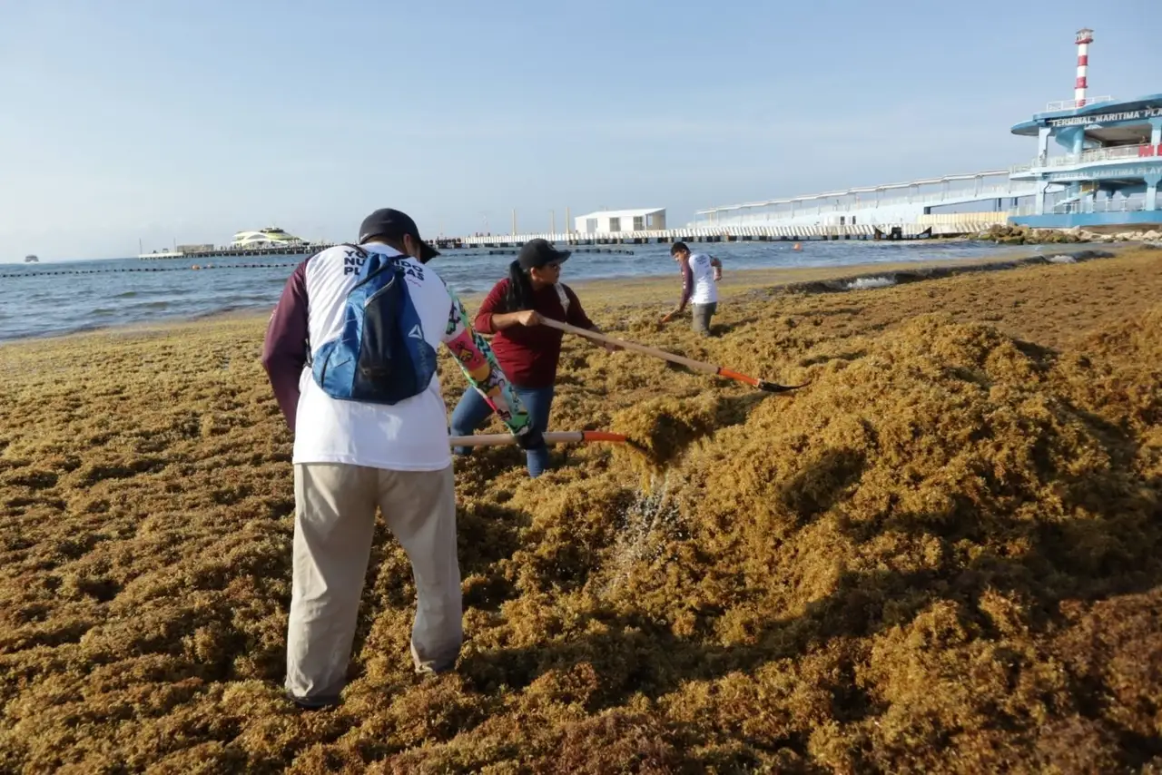 ¿Cómo eliminan el sargazo sin llevarse la arena de las playas?