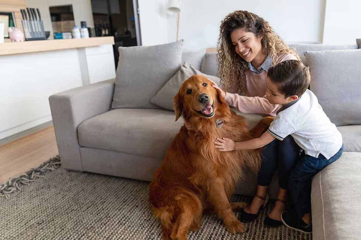 Seguro de mascotas: cuánto cuesta en BBVA